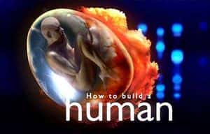 BBC人体基因纪录片《制造新人类 How to Build A Human》全4集 标清纪录片资源-高清标清1080P720P360P迅雷BT网盘下载