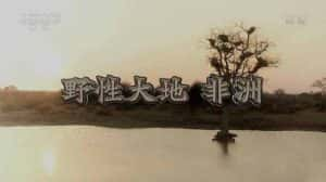 国家地理自然生态纪录片《野性大地 非洲 African Wild》全8集 720P/1080i高清纪录片资源-高清标清1080P720P360P迅雷BT网盘下载