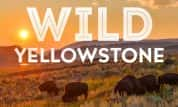 国家地理自然生态纪录片《野性黄石公园 Wild Yellowstone》全2集 720P/1080i高清纪录片-高清标清1080P720P360P迅雷BT网盘下载