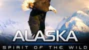 IMAX自然生态纪录片《阿拉斯加：荒野的精神 Alaska Spirit of the Wild》全1集 720P/1080i高清纪录片资源-高清标清1080P720P360P迅雷BT网盘下载