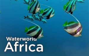 自然生态纪录片《非洲水世界 Waterworld Africa》全8集 720P/1080i高清纪录片资源-高清标清1080P720P360P迅雷BT网盘下载