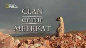 国家地理自然生态纪录片《狐獴家族 Clan Of The Meerkat》全1集 720P/1080i纪录片资源-高清标清1080P720P360P迅雷BT网盘下载