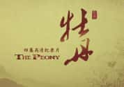 CCTV央视纪录片《牡丹 The Peony》全4集 720P/1080i高清纪录片-高清标清1080P720P360P迅雷BT网盘下载