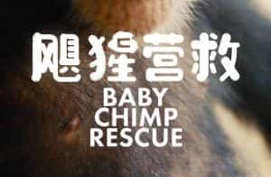 BBC动物保护纪录片《飓猩营救 Baby Chimp Rescue》全3集 720P/1080i高清纪录片资源-高清标清1080P720P360P迅雷BT网盘下载