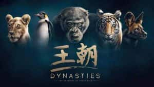 BBC野生动物纪录片《王朝 Dynasties》全5集  720P/1080i高清纪录片资源-高清标清1080P720P360P迅雷BT网盘下载