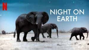 Netflix自然生态纪录片《地球的夜晚 Night on Earth》全6集 720P/1080i高清纪录片资源-高清标清1080P720P360P迅雷BT网盘下载