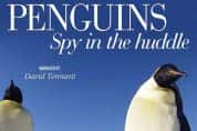 BBC动物间谍纪录片《企鹅群里有特务 Penguins: Spy in the Huddle》全3集 720P/1080i高清纪录片-高清标清1080P720P360P迅雷BT网盘下载