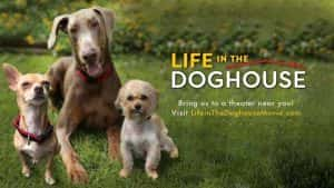 拯救流浪狗纪录片《同一汪檐下 Life in the Doghouse》全1集 720P/1080i高清纪录片资源-高清标清1080P720P360P迅雷BT网盘下载