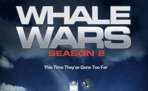 探索频道渔业环境保护纪录片《护鲸大战 Whale Wars》第2季 720P/1080i高清纪录片资源-高清标清1080P720P360P迅雷BT网盘下载