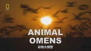 国家地理动物震前征兆纪录片《动物大预警 Animal Omens》全1集 720P/1080i高清纪录片资源-高清标清1080P720P360P迅雷BT网盘下载