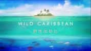 BBC自然生态纪录片《野性加勒比 Wild Caribbean》全4集 720P/1080i高清纪录片-高清标清1080P720P360P迅雷BT网盘下载