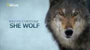 国家地理生命探索纪录片《黄石公园的母狼王 Wild Yellowstone: She Wolf》全1集 720P/1080i高清纪录片-高清标清1080P720P360P迅雷BT网盘下载