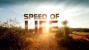 Discovery生命探索纪录片《生命的速度 Speed Of Life》全3集 720P/1080i高清纪录片-高清标清1080P720P360P迅雷BT网盘下载