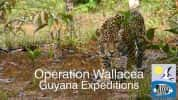 BBC自然生态纪录片《探索圭亚那 Expedition Guyana》全3集 720P/1080i高清纪录片-高清标清1080P720P360P迅雷BT网盘下载