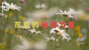 PTS生态保护纪录片《花草的秘密力量》全1集 720P/1080i高清纪录片资源-高清标清1080P720P360P迅雷BT网盘下载