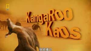 国家地理动物保护纪录片《袋鼠骚动 Kangaroo Kaos》全1集 720P/1080i纪录片资源-高清标清1080P720P360P迅雷BT网盘下载