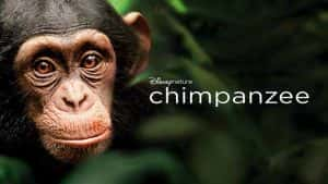 迪士尼自然生物纪录片《黑猩猩 Chimpanzee 2012》全1集 720P/1080i高清纪录片资源-高清标清1080P720P360P迅雷BT网盘下载