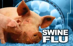 国家地理病毒研究纪录片《猪流感：流行病学 Swine Flu: The Science of Pandemics》全1集 720P/1080i高清纪录片资源-高清标清1080P720P360P迅雷BT网盘下载