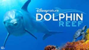 迪士尼自然生态纪录片《海豚礁 Dolphin Reef》全1集 720P/1080i高清纪录片资源-高清标清1080P720P360P迅雷BT网盘下载