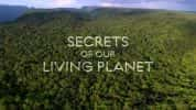 BBC自然生态纪录片《地球探秘 Secrets of Our Living Planet》全4集 720P/1080i高清纪录片-高清标清1080P720P360P迅雷BT网盘下载