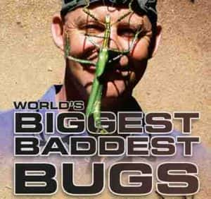 探索频道生物纪录片《虫霸天下 World’s Biggest and Baddest Bugs》全1集 1080i/720P高清纪录片资源-高清标清1080P720P360P迅雷BT网盘下载