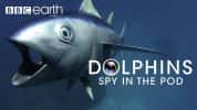 BBC动物间谍纪录片《卧底海豚帮 Dolphins-Spy in the Pod》全2集 720P/1080i高清纪录片-高清标清1080P720P360P迅雷BT网盘下载