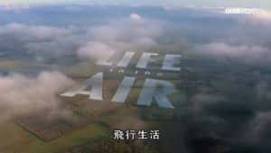 BBC鸟类研究纪录片《空中生灵 Life in the Air》全3集 720P/1080i高清纪录片资源-高清标清1080P720P360P迅雷BT网盘下载