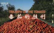 CCTV央视生活美食纪录片《番茄的胜利 Triumph of the Tomato》全1集 720P/1080i高清纪录片资源-高清标清1080P720P360P迅雷BT网盘下载