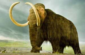 BBC史前生物纪录片《长毛猛犸象冰封之迷 Woolly Mammoth Secrets from the Ice》全1集 720P/1080i高清纪录片资源-高清标清1080P720P360P迅雷BT网盘下载