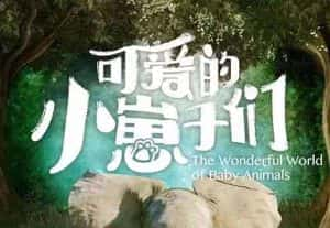 BBC自然生物纪录片《可爱的小崽子们 The Wonderful World of Baby Animals》全6集 720P/1080i高清纪录片资源-高清标清1080P720P360P迅雷BT网盘下载