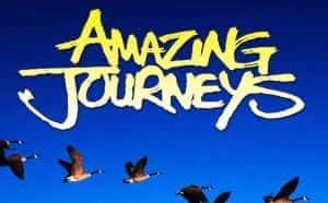 IMAX动物大迁徙纪录片《惊奇之旅 Amazing Journeys》全1集 720P/1080i高清纪录片资源-高清标清1080P720P360P迅雷BT网盘下载