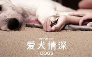 NetFlix宠物纪录片《爱犬情深 Dogs》全6集 720P/1080i高清纪录片资源-高清标清1080P720P360P迅雷BT网盘下载