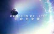 BBC生物探索纪录片《生命的奇迹 Wonders of Life》全5集 720P/1080i高清纪录片资源-高清标清1080P720P360P迅雷BT网盘下载