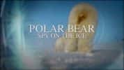 BBC野生动物纪录片《北极熊：冰上侦探 Polar Bear: Spy on the Ice》全1集 720P/1080i高清纪录片-高清标清1080P720P360P迅雷BT网盘下载