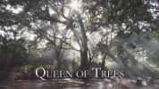 自然生态纪录片《树之女皇 The Queen of Trees》全1集 720P/1080i高清纪录片-高清标清1080P720P360P迅雷BT网盘下载