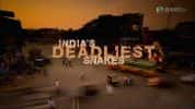 BBC生命探索纪录片《印度毒蛇之最 India’s Deadliest Snakes》全1集 720P/1080i高清纪录片-高清标清1080P720P360P迅雷BT网盘下载