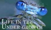 BBC生命探索纪录片《灌丛下的生命 Life in the Undergrowth》全5集 720P/1080i高清纪录片-高清标清1080P720P360P迅雷BT网盘下载