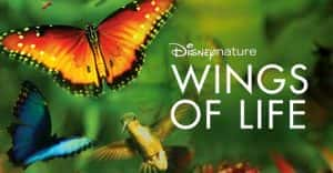 迪士尼自然生物纪录片《生命的翅膀 Wings Of Life 2013》全1集 720P/1080i高清纪录片资源-高清标清1080P720P360P迅雷BT网盘下载