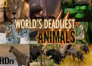 国家地理野生动物纪录片《世界致命动物 Worlds Deadliest Animals》全8集 720P/1080i高清纪录片资源-高清标清1080P720P360P迅雷BT网盘下载