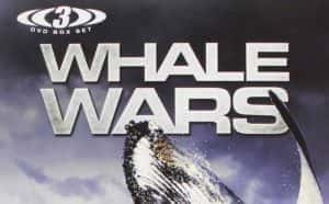 探索频道渔业环境保护纪录片《护鲸大战 Whale Wars》第3季 720P/1080i高清纪录片资源-高清标清1080P720P360P迅雷BT网盘下载