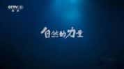 CCTV央视自然生态纪录片《自然的力量 The Charm of Nature》全6集 720P/1080i高清纪录片-高清标清1080P720P360P迅雷BT网盘下载