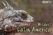 探索频道自然生态纪录片《拉美野生大地 Wildest Latin America》全5集 720P/1080i高清纪录片-高清标清1080P720P360P迅雷BT网盘下载