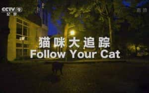 央视萌宠纪录片《猫咪大追踪 Follow Your Cat》全1集 720P/1080i高清纪录片资源-高清标清1080P720P360P迅雷BT网盘下载