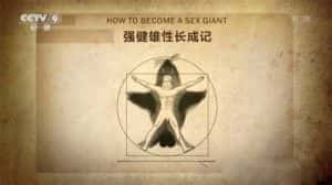 央视海狮繁殖纪录片《强健雄性长成记 How to Become a Sex Giant》全1集 720P/1080i高清纪录片资源-高清标清1080P720P360P迅雷BT网盘下载