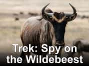 BBC动物间谍纪录片《大迁徙：角马群里的间谍 Trek: Spy on the Wildebeest》全2集 720P/1080i高清纪录片-高清标清1080P720P360P迅雷BT网盘下载