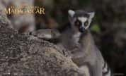 IMAX狐猴纪录片《马达加斯加：狐猴之岛 Island of Lemurs Madagascar》全1集 720P/1080i高清纪录片-高清标清1080P720P360P迅雷BT网盘下载