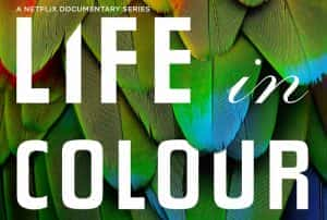 BBC自然生态纪录片《生命之色 Life In Colour》全3集中字 720P/1080i高清纪录片资源-高清标清1080P720P360P迅雷BT网盘下载