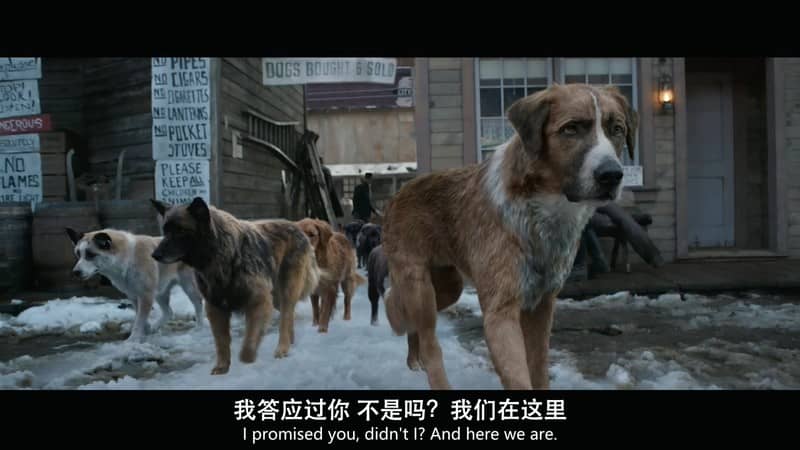 [2019][欧美][剧情][BT下载][野性的呼唤][HD-MP4/2.2G&amp;3.1G][英语中英双字][720P&amp;1080P][哔嘀影视]