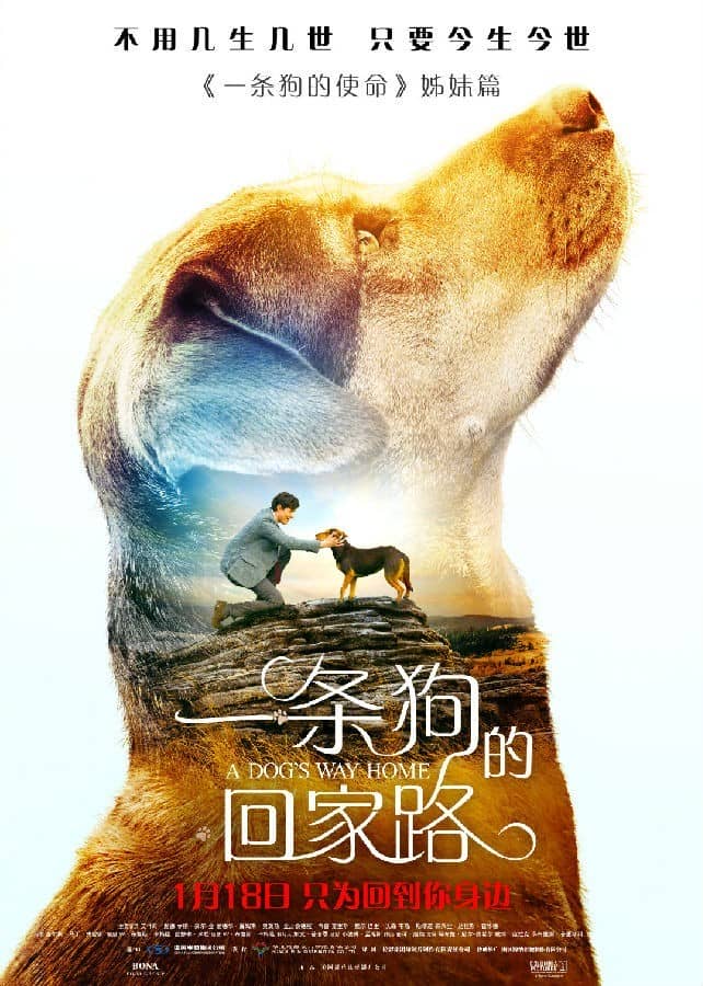 [2019][欧美][剧情][纯净版][BT下载][一条狗的回家路/A Dog's Way Home][BD1080/4.28G][264编码][国英双语][内嵌字幕][未经OFA小组允许禁止转载]