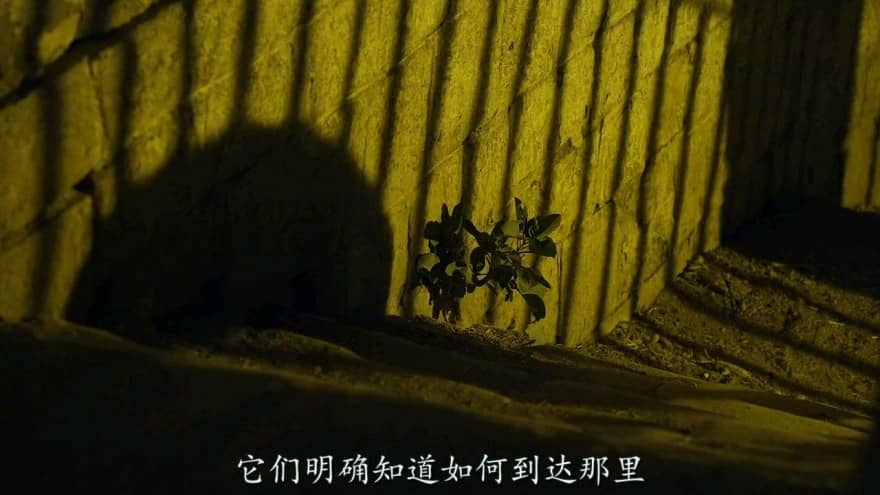 [2016][欧美][纪录][BT下载][地球脉动/地球无限][第二季][第6集][中英字幕][720P][1.30GB][MP4D]